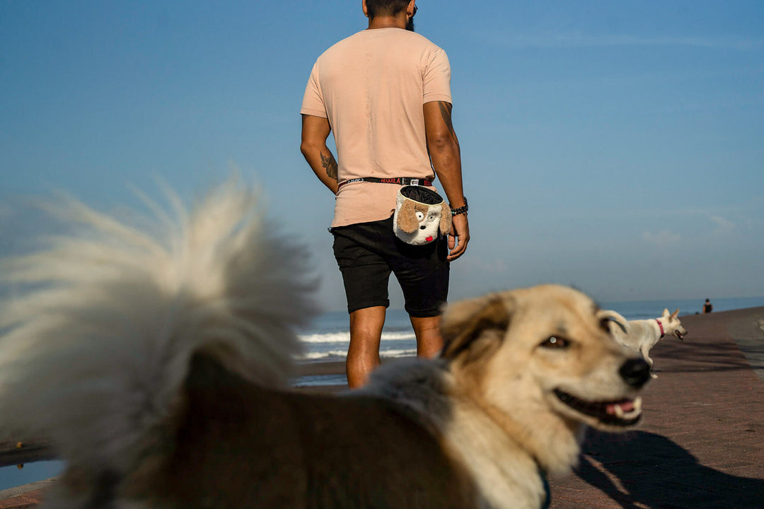 Add Training To Your Daily Dog Walks