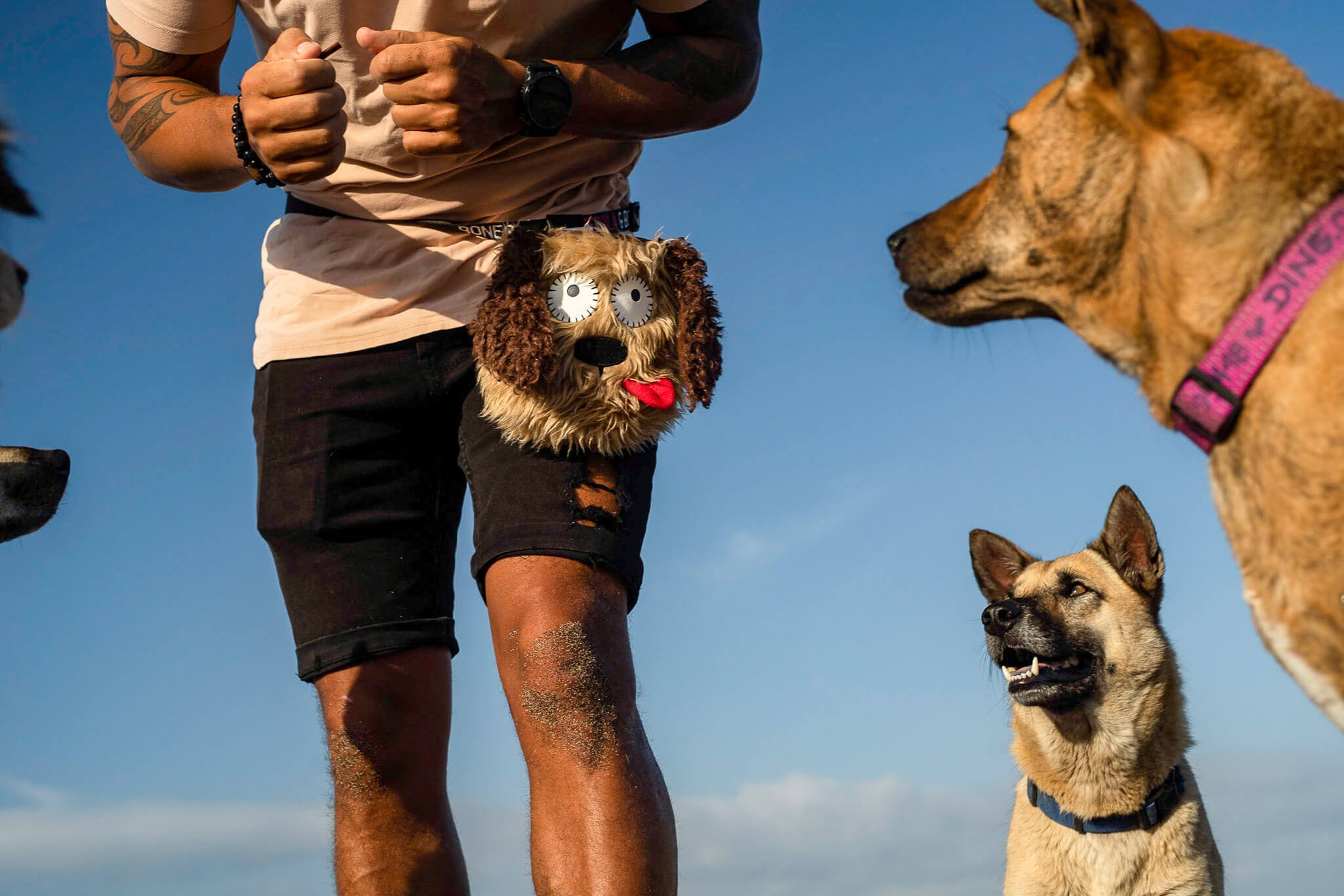 Dog training treat pouch | Which one matches you?