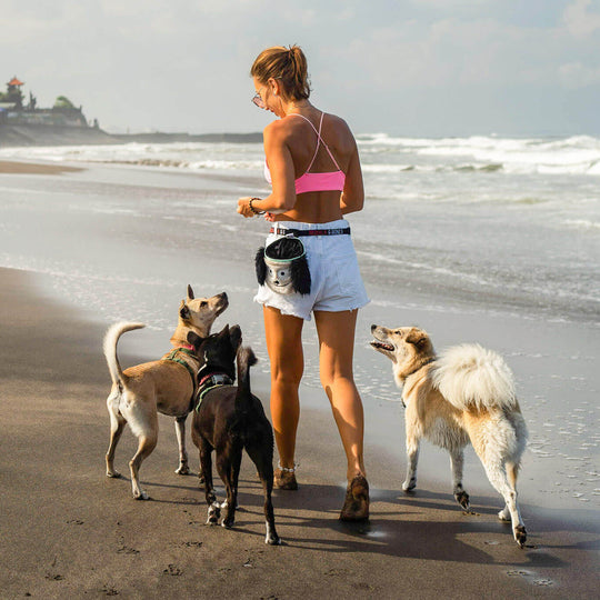 Chester the dog treat pouch from Tequila&Bones with dogs walking down the beach