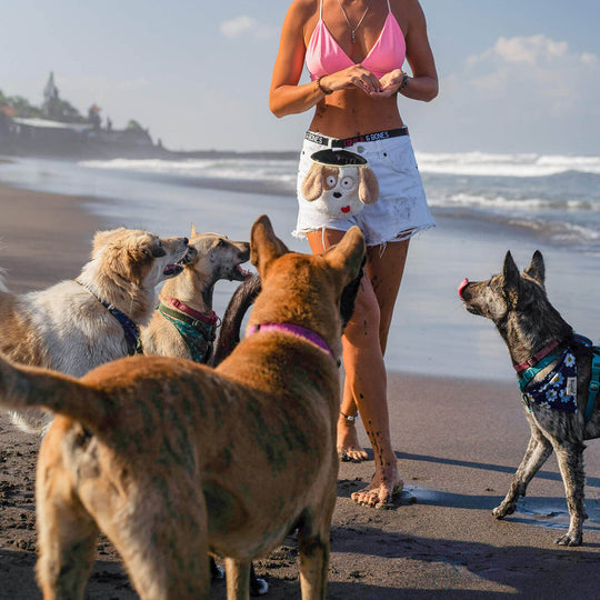 Whiskey the dog treat pouch from Tequila&Bones with dogs on a beach